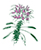 Cleome